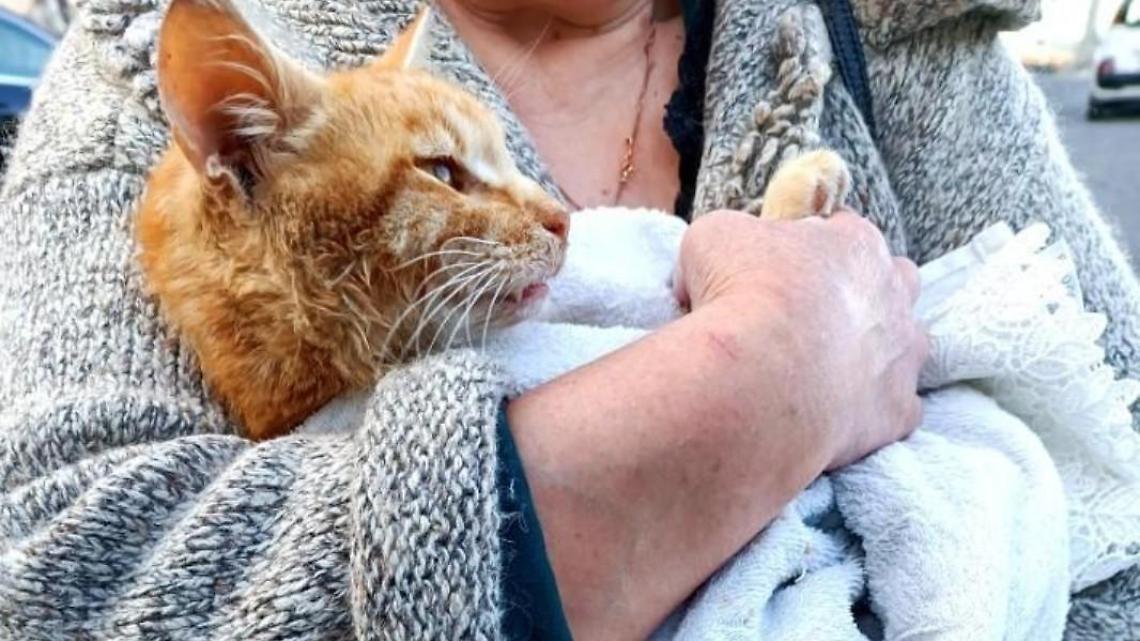 Bocconi avvelenati in strada. I residenti salvano un gatto