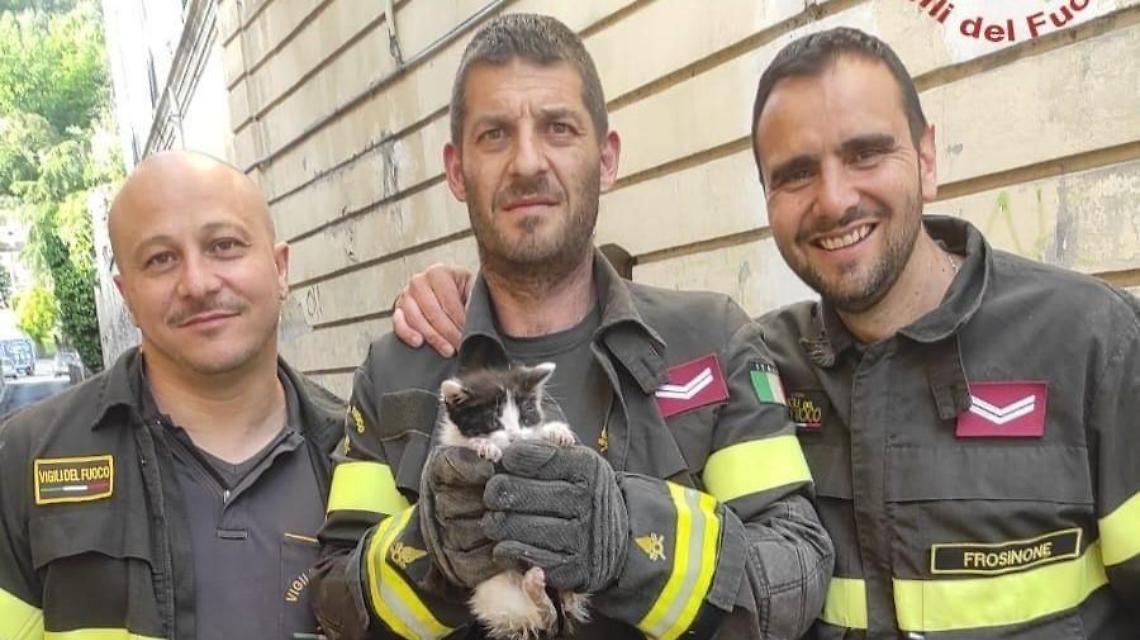 Gattino salvato e adottato dai vigili del fuoco. L'intervento