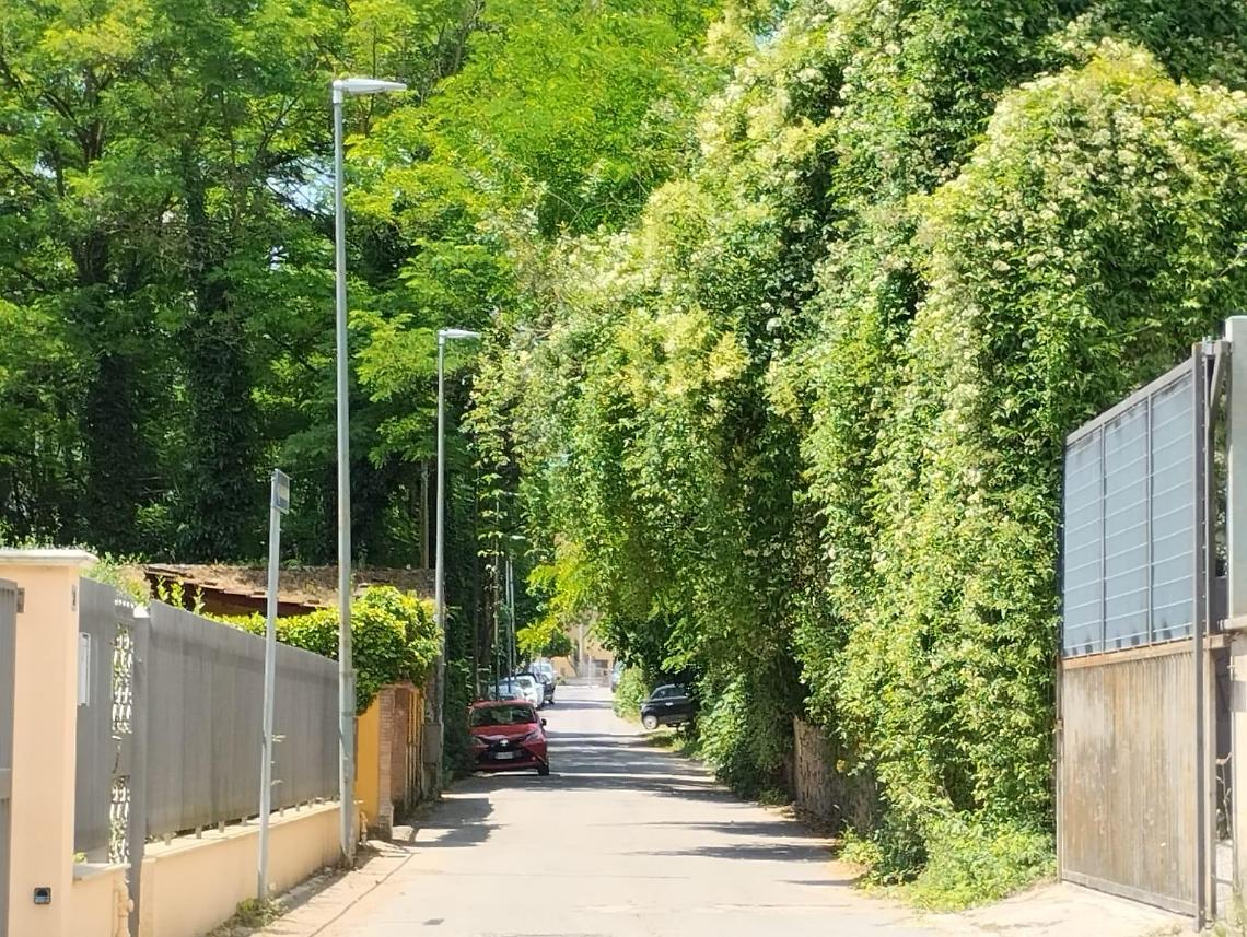 Vegetazione, rifiuti e cinghiali. Proteste in via San Giuseppe