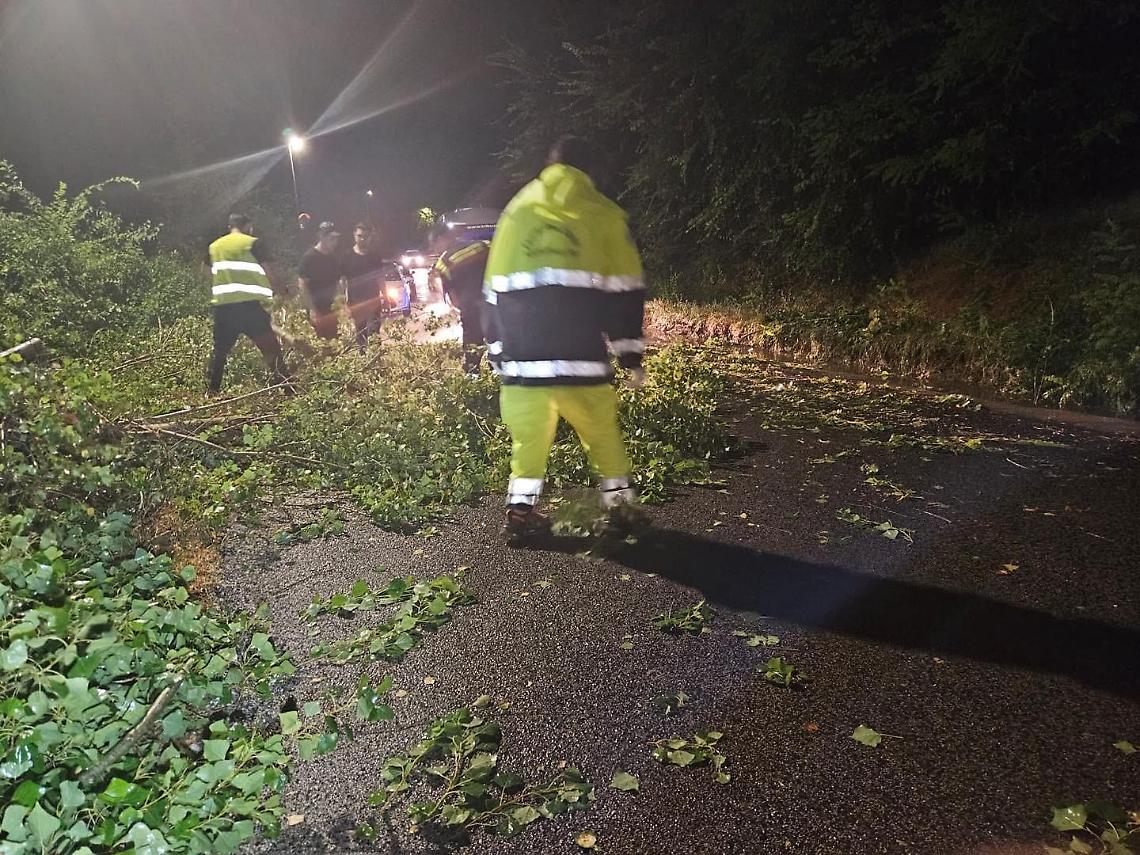 Crolla un albero sulla provinciale. È allarme sicurezza sulle strade
