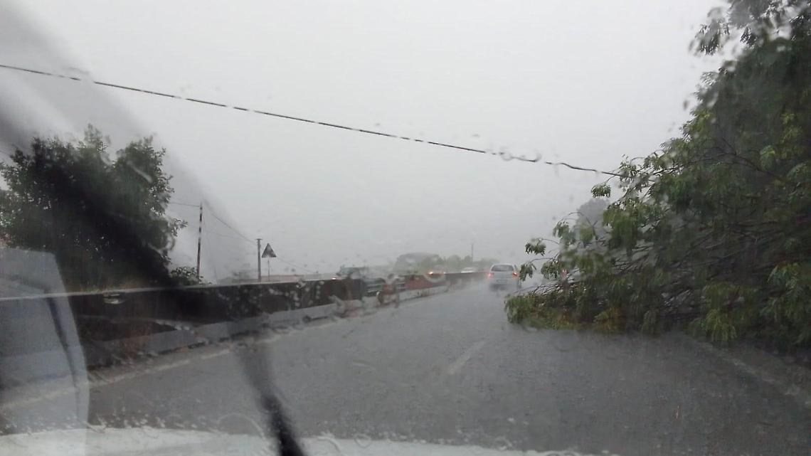 Danni e disagi a causa del maltempo. Caduti due alberi