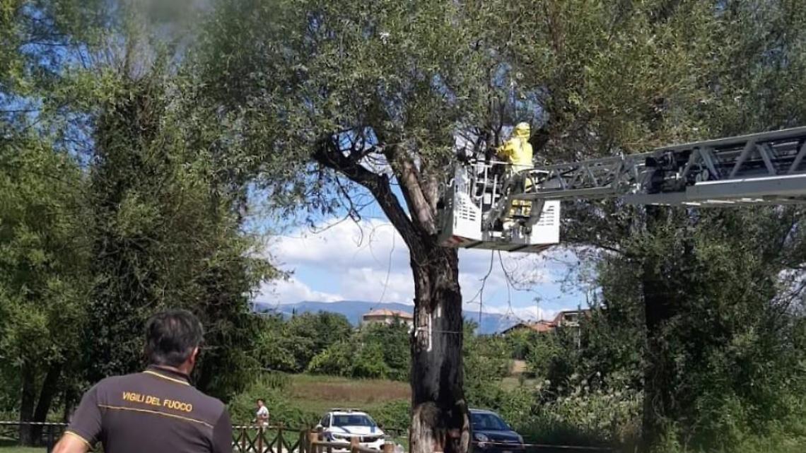 Grande nido di calabroni su un albero. Necessario l'intervento dei vigili del fuoco