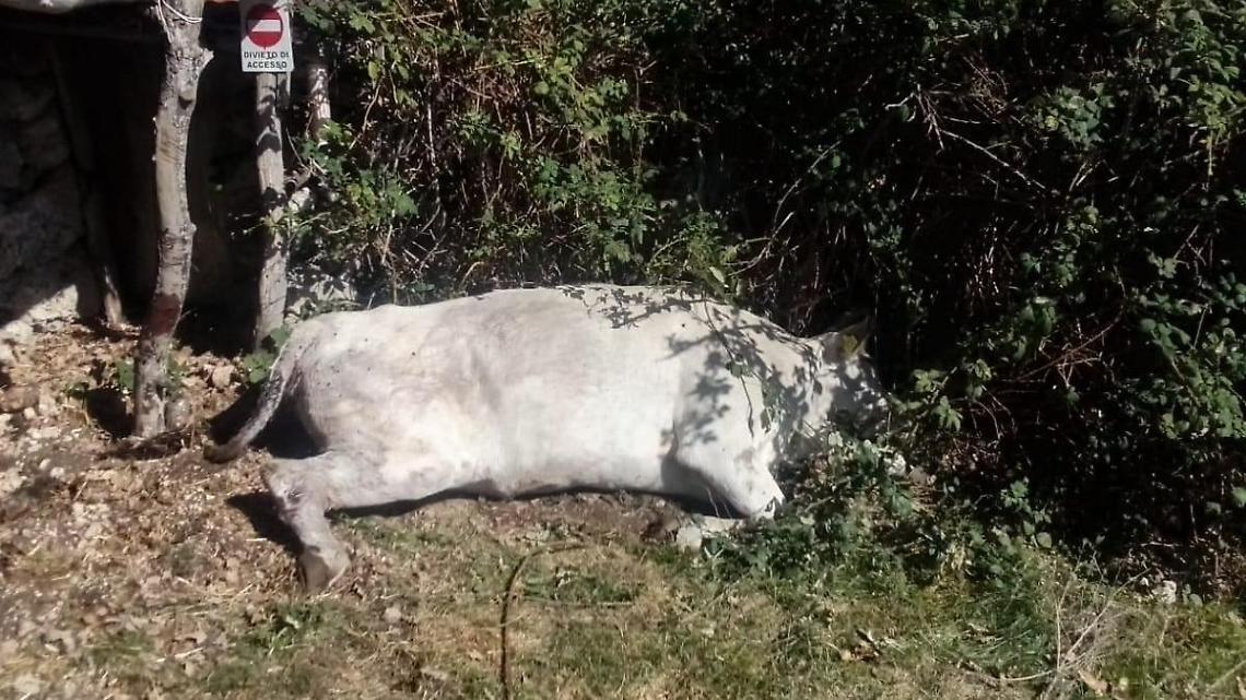 Altra mucca uccisa, è una strage. Decimo episodio in due anni