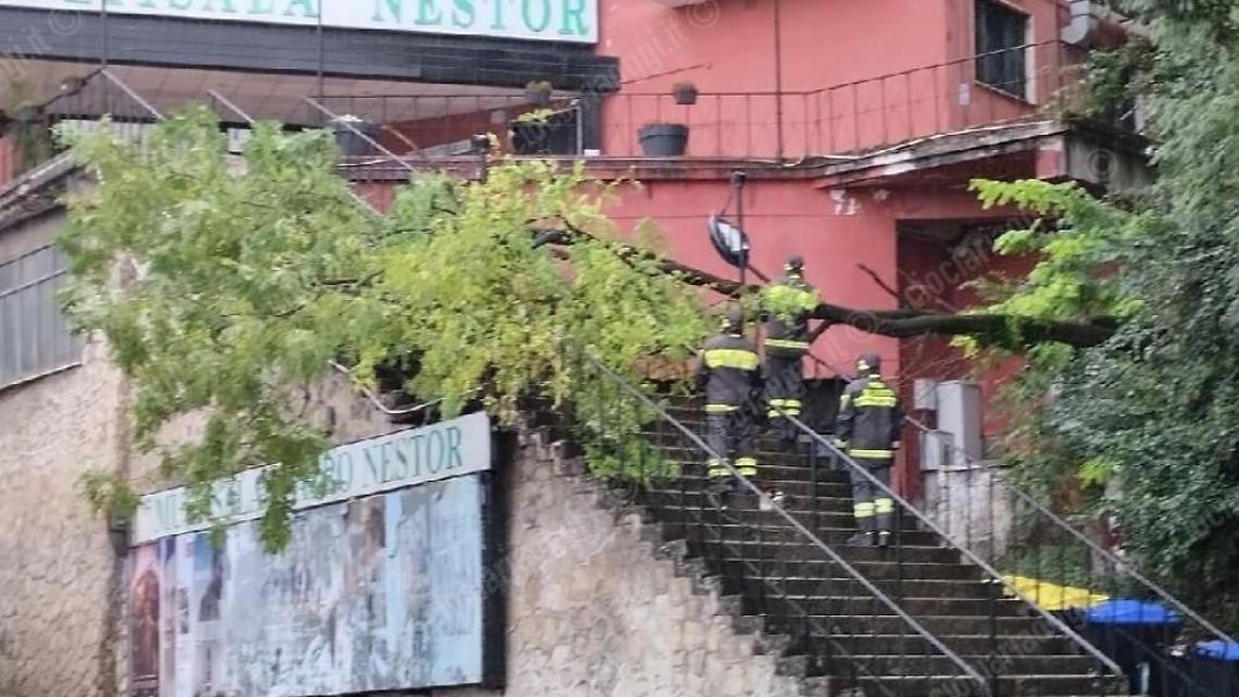 Albero crolla sulle scale del Nestor. Tragedia sfiorata