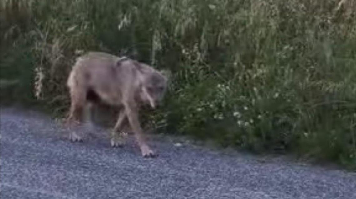 lupo
