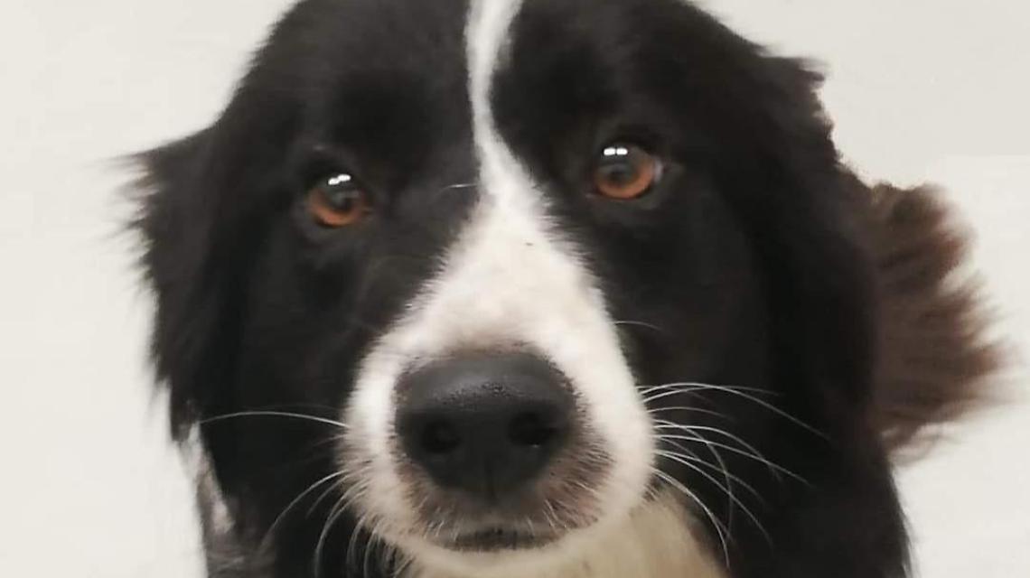 Lady sparisce per paura dei botti. L'Anpana lancia un appello