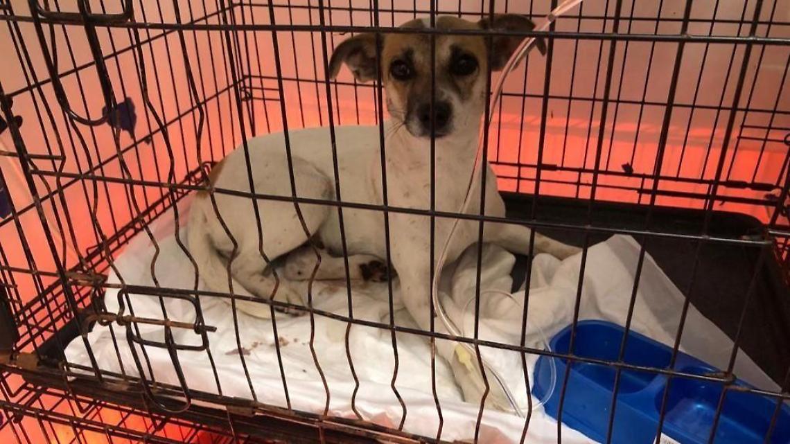 Cagnolina investita e salvata dalla scuola