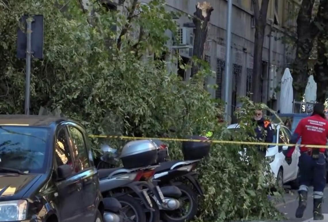 Morte di Teresa Veglianti, l'albero doveva essere abbattuto