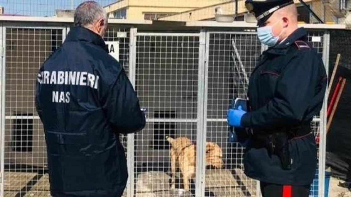 Controlli del Nas in un canile. Riscontrate carenze igieniche