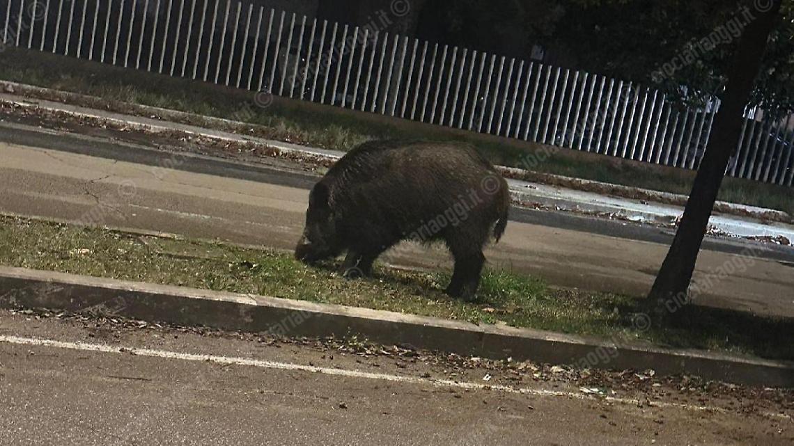cinghiale