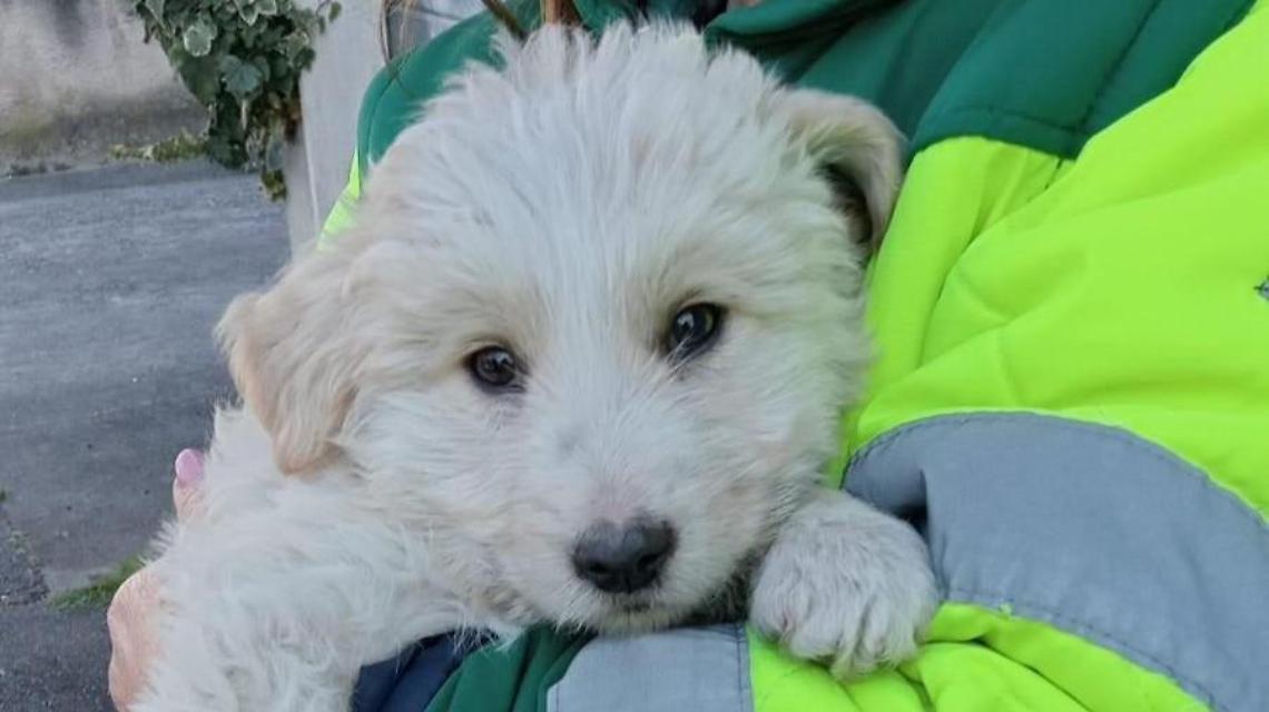 Cucciolo chiuso in una busta per i rifiuti. Salvato dagli operatori della Società ambiente e salute