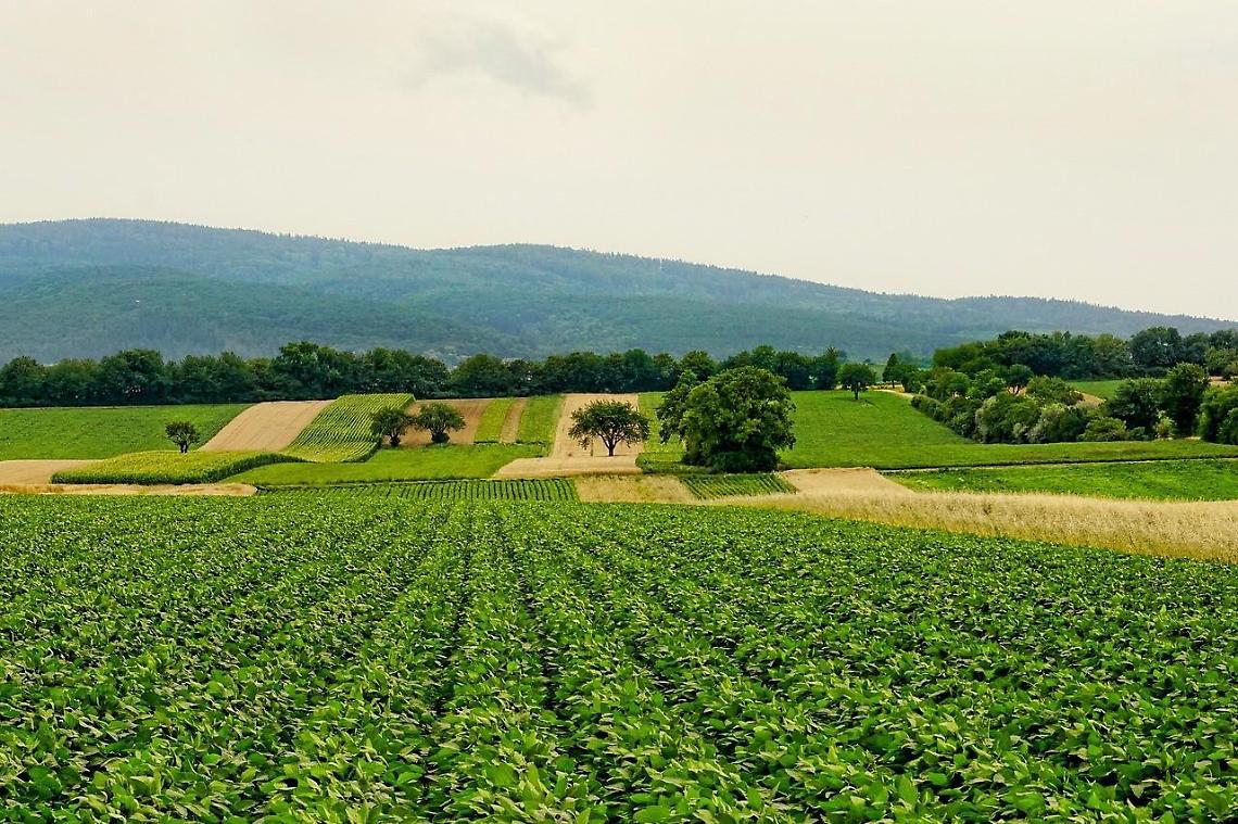 Agricoltura: volano i prezzi del cibo. Meno 10,4% ai contadini