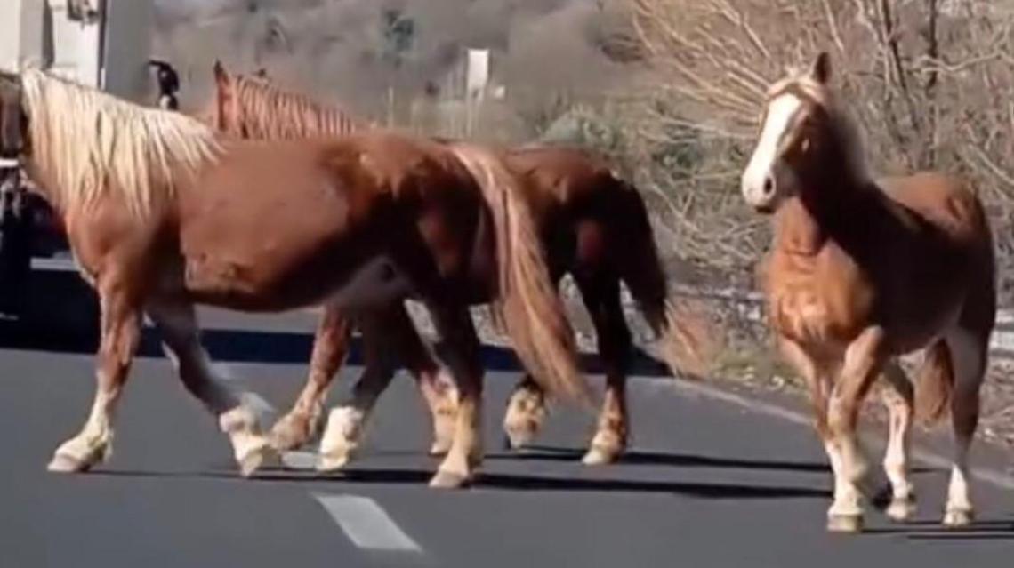Tre cavalli corrono tra le auto sulla superstrada. Messi in salvo da un'automobilista