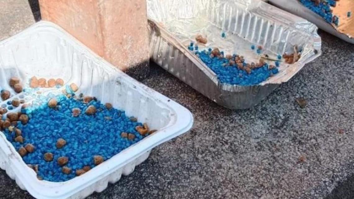 crocchette blu gatti