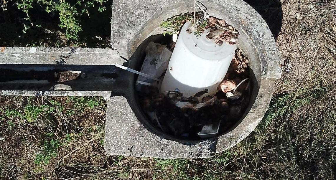 Ancora carcasse a Nocione. Scatta l'esposto dell'Ansmi