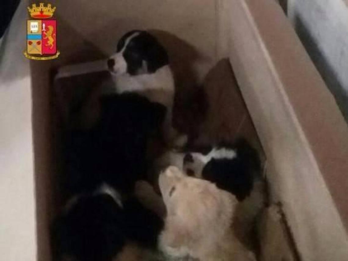 La Polizia salva cinque cuccioli di cane abbandonati in un parcheggio
