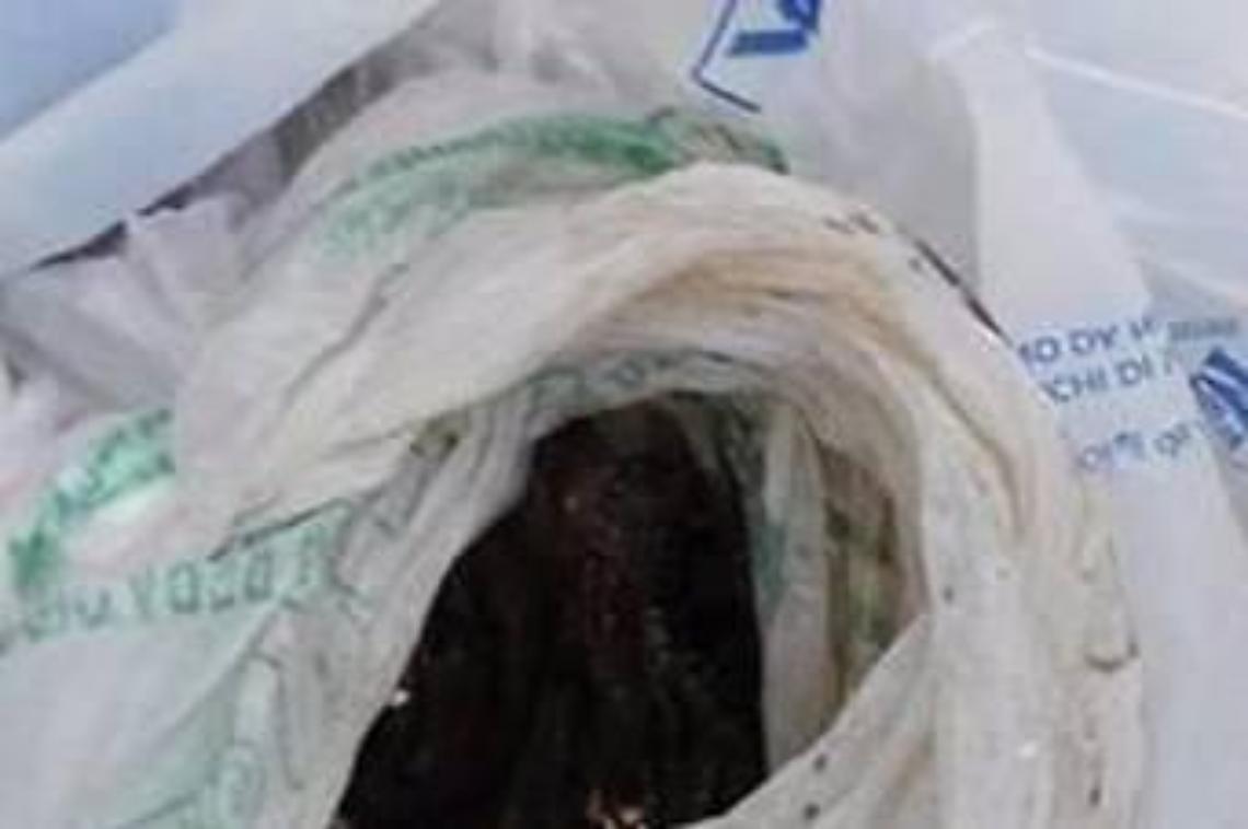 Tre cani avvelenati in una settimana. La polizia locale sequestra un sacchetto sospetto