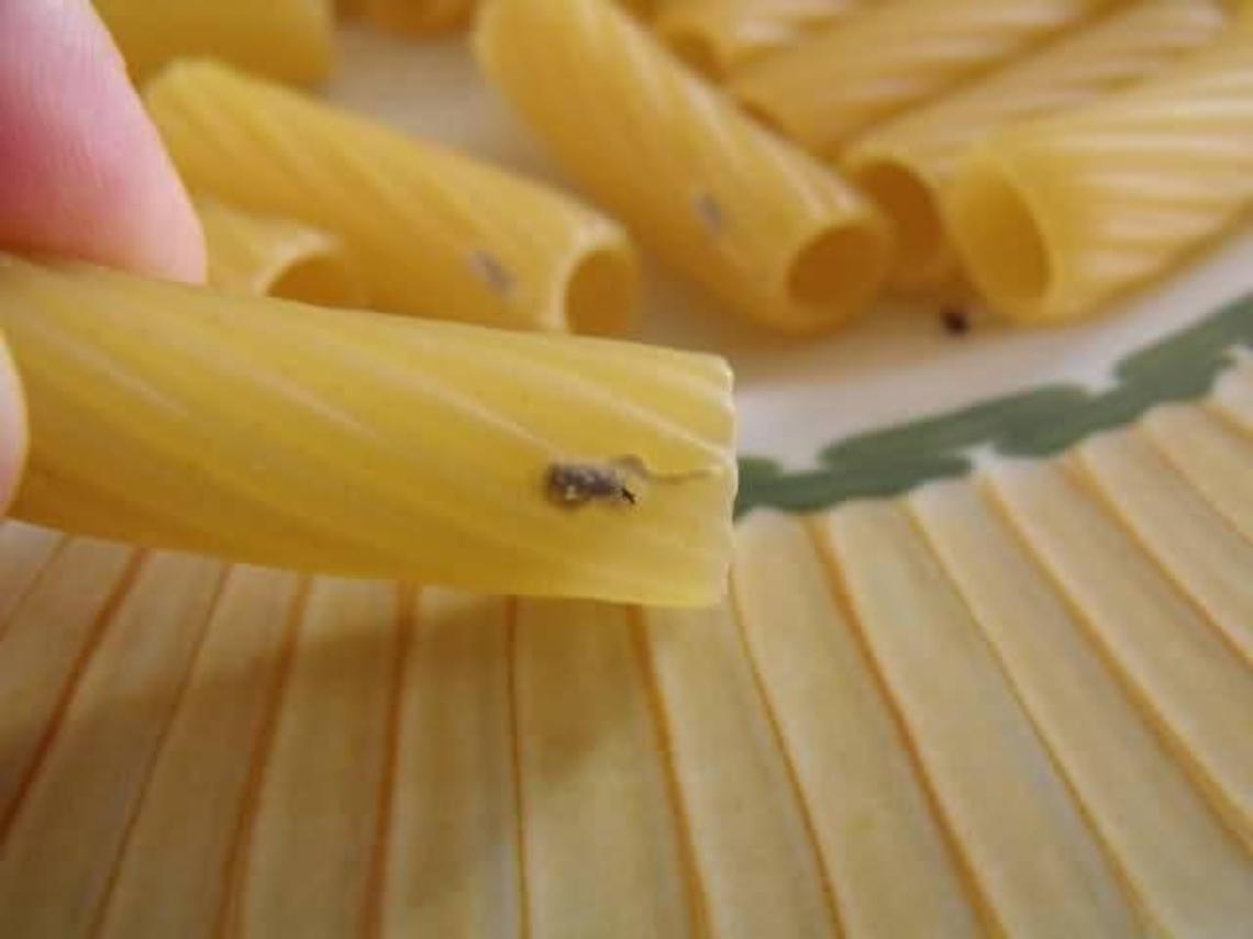 Insetti nella pasta