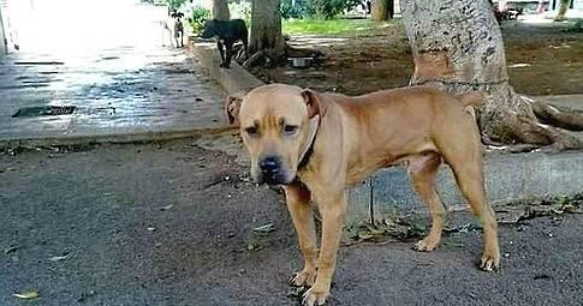 Cani legati agli alberi. Multa di trecento euro