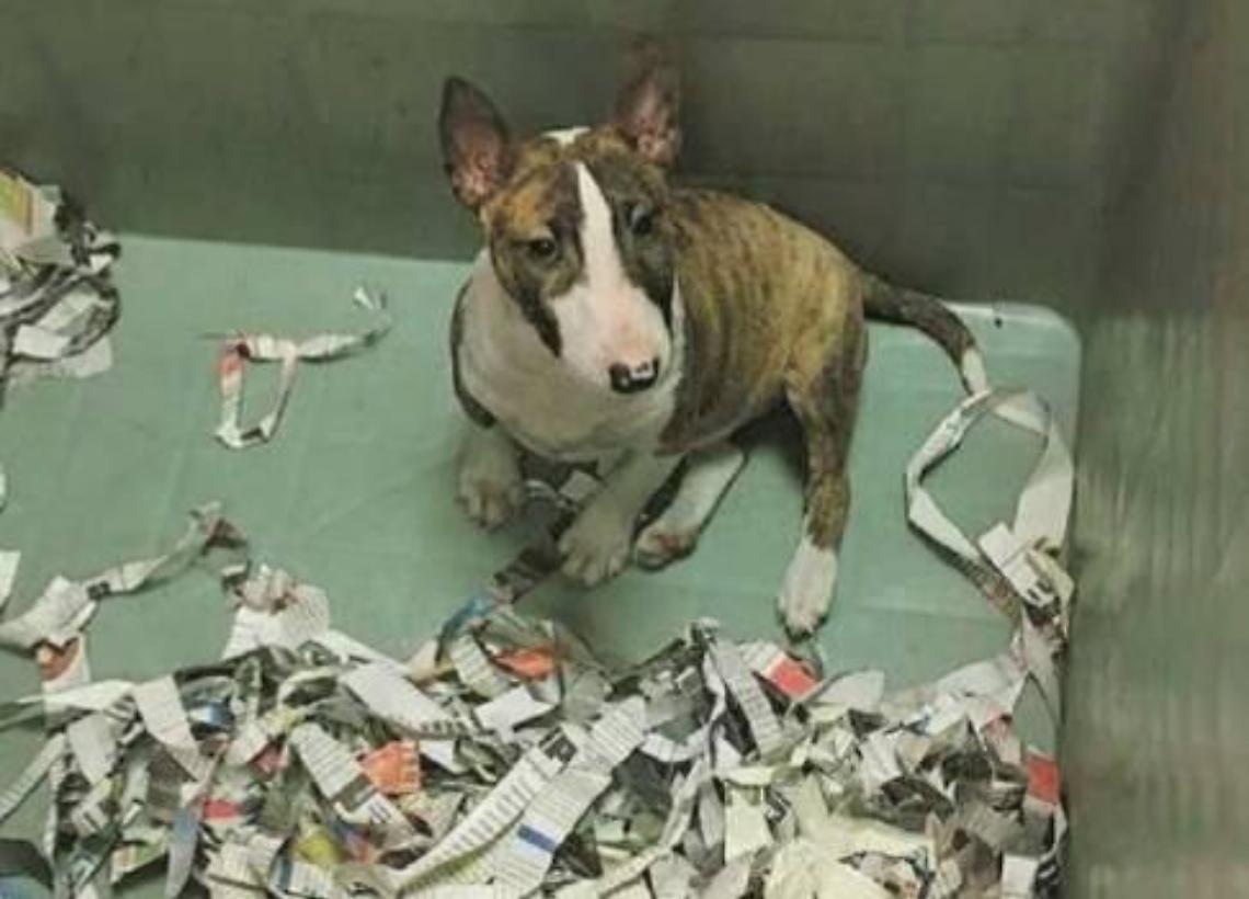 Lager di cuccioli: smascherato traffico illecito di animali. Scattano le denunce