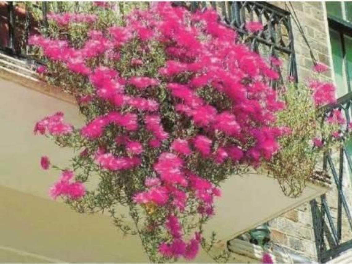 [LA STORIA] Piante sul balcone: troppe per il vicino e scoppia una furibonda lite