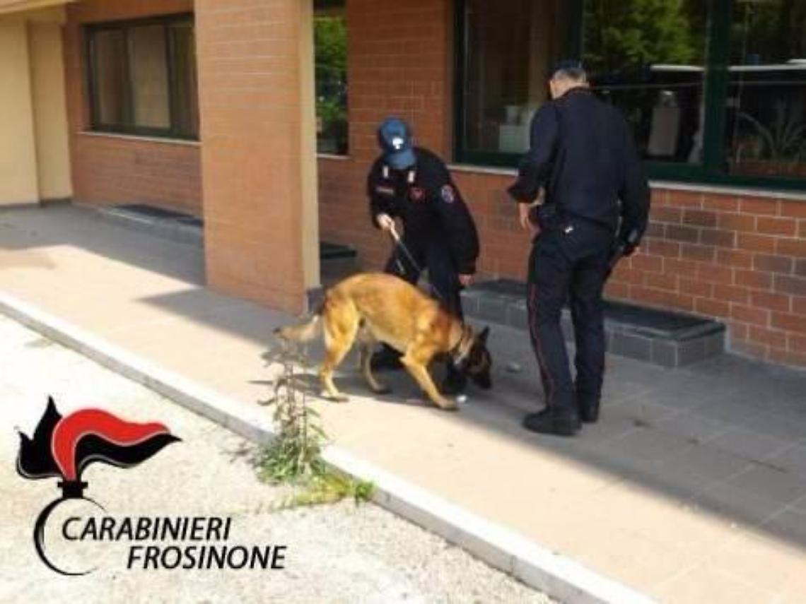 Bagni scolastici centrale di spaccio: i cani antidroga scovano i nascondigli dell'erba