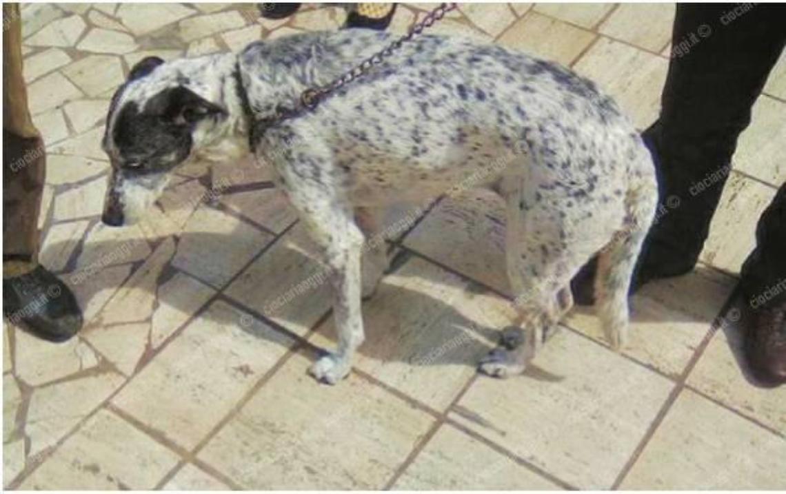 Donna e cucciolo azzannati da un feroce rottweiler: feriti entrambi