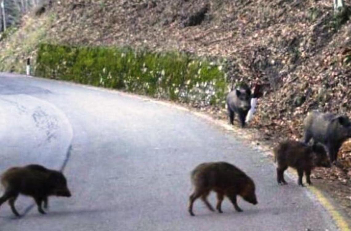 Auto contro un cinghiale: il conducente per evitarlo rischia grosso. Allarme sicurezza