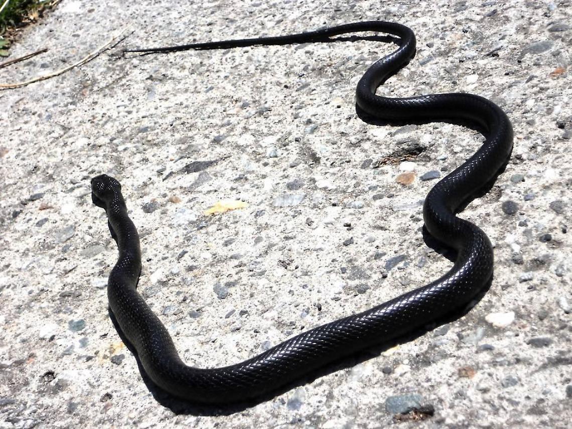 Terrazza con sorpresa: il gatto Nicolino scopre un grosso... serpente. Ed è subito panico