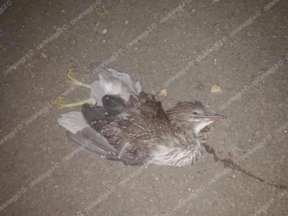 Trovato dai volontari dell'Anpana il corpo esanime di un piccolo di airone