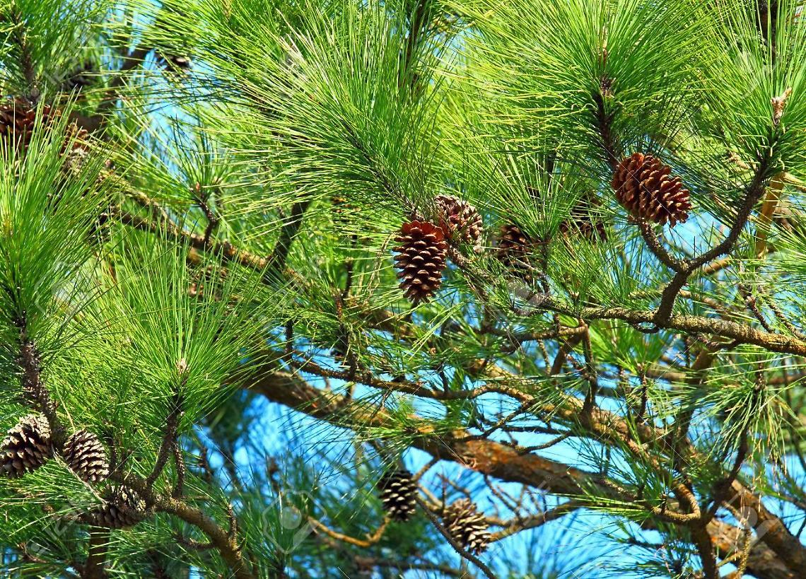Cade una pigna da un albero e sfonda il parabrezza: grosso rischio per una famiglia