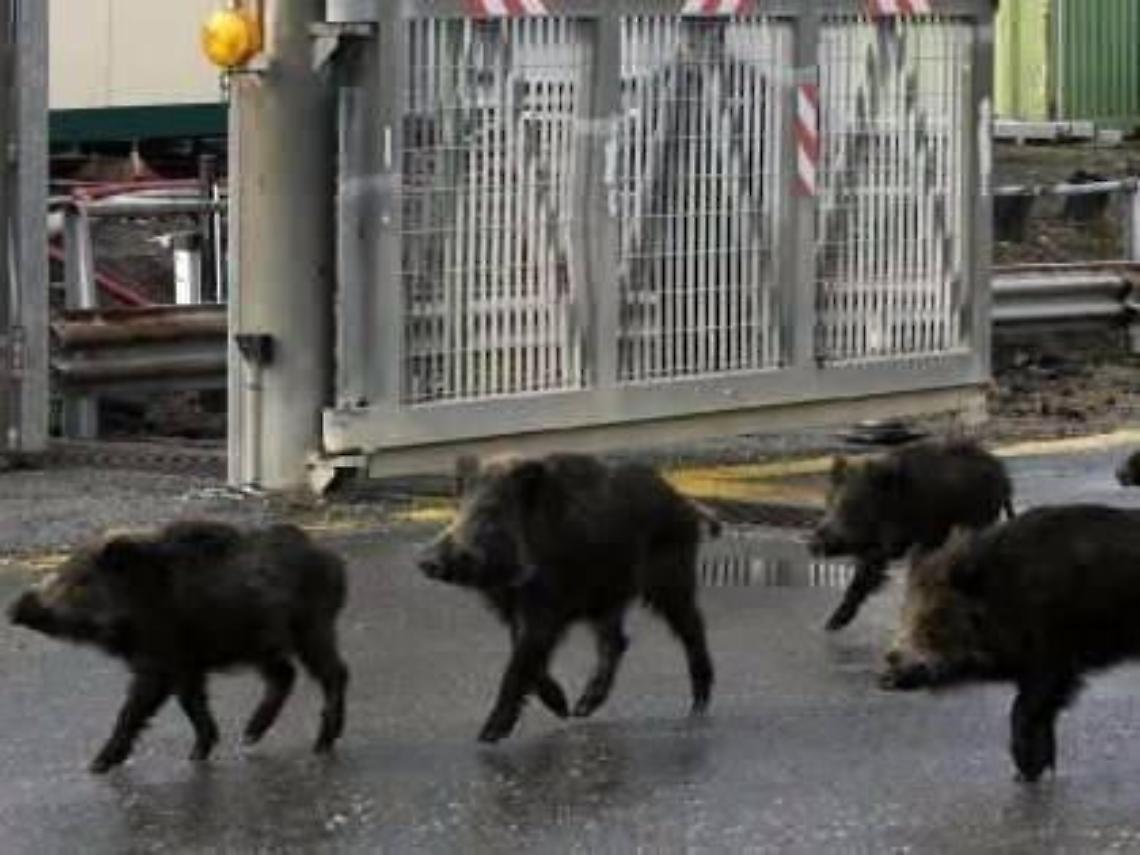 Barricati in casa per ore sotto la minaccia di un grosso cinghiale