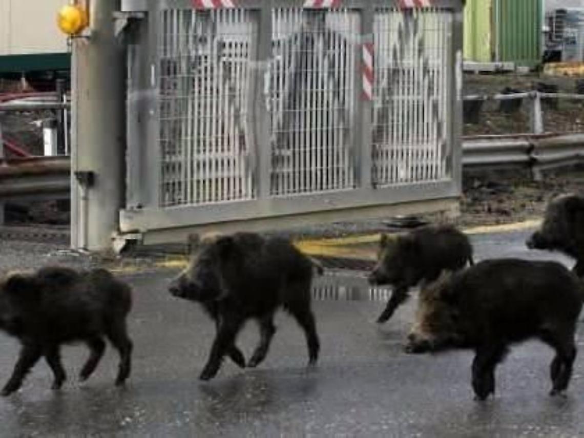 Cinghiali assetati e affamati: città assediate da interi branchi. Cresce la paura