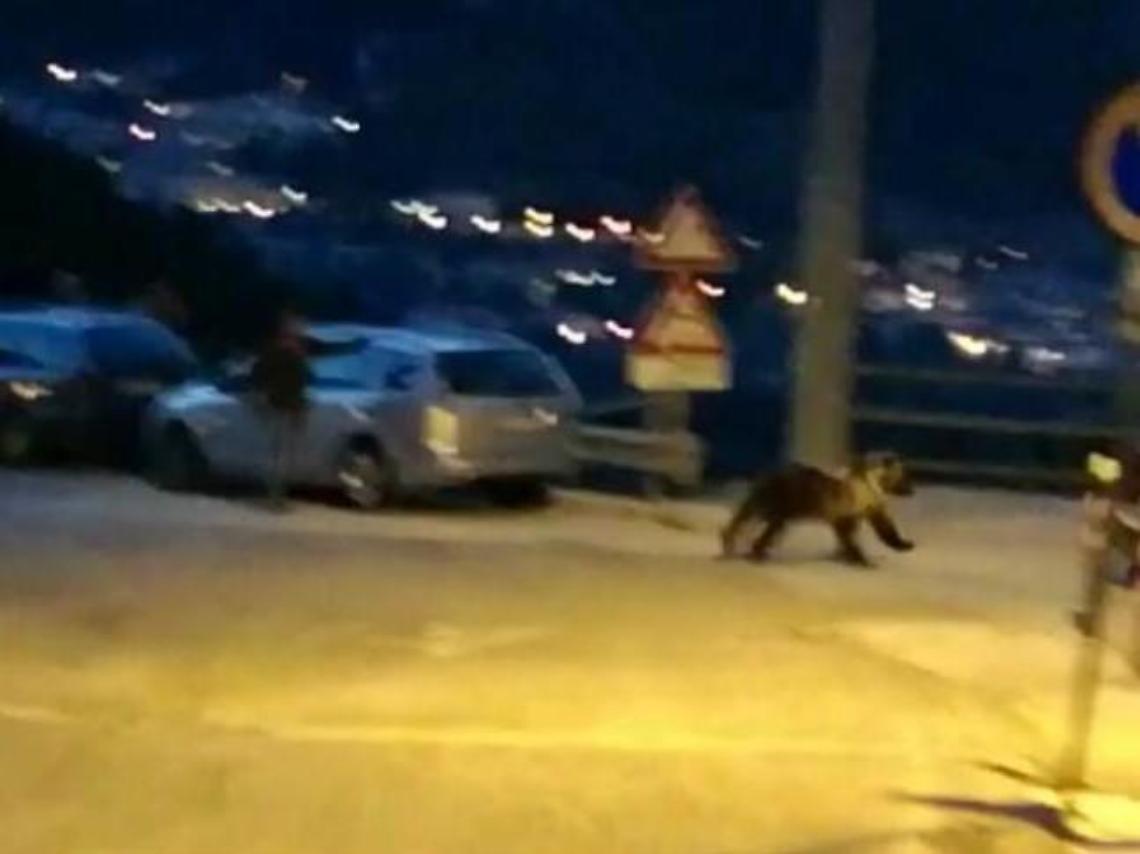 Un nostro lettore filma un orso a Civitella Alfedena