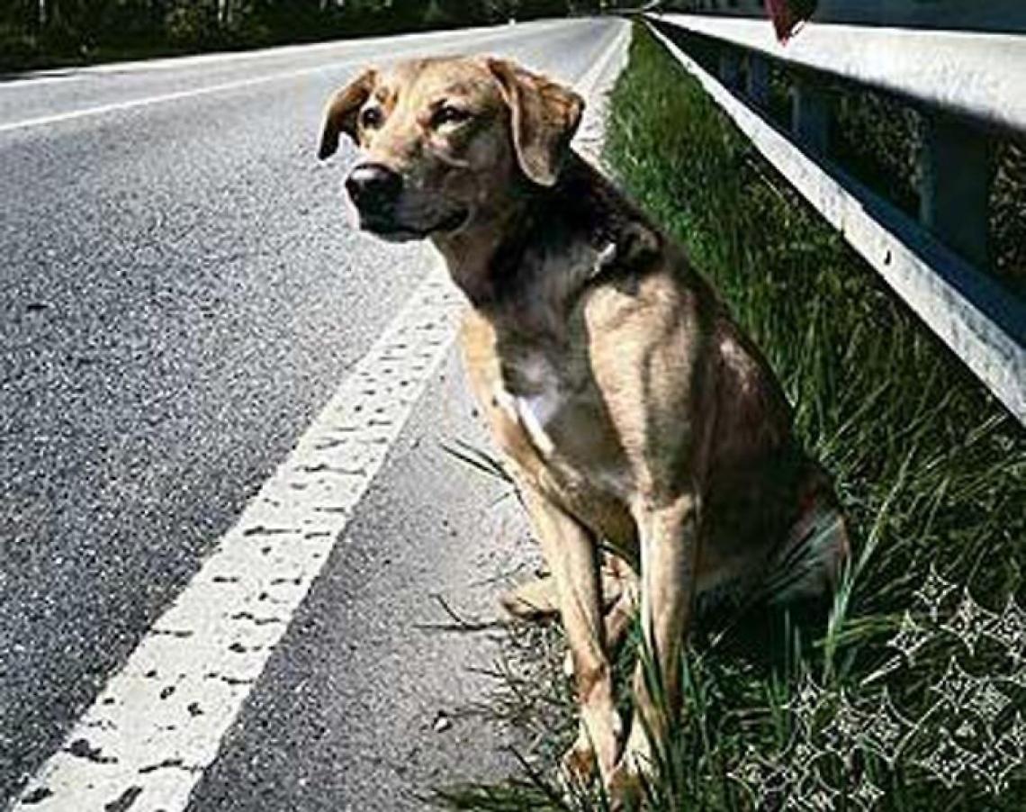Morta per salvare un cucciolo: un gesto d'amore che ha commosso la comunità