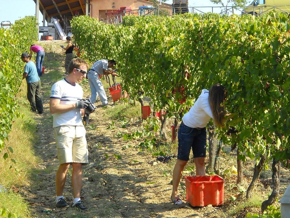 Vendemmia, numeri da brividi: per gli eventi climatici persi tredici milioni di ettolitri