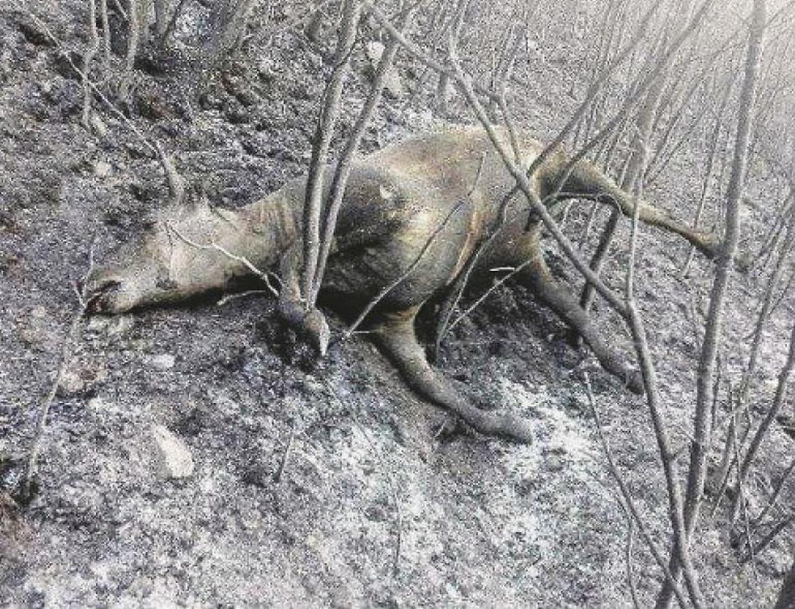 Incendi, una vera apocalisse: vigili del fuoco e volontari in un girone infernale