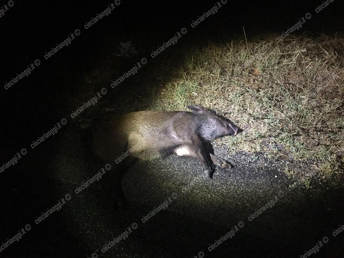 Auto si scontra con un cinghiale: due feriti 