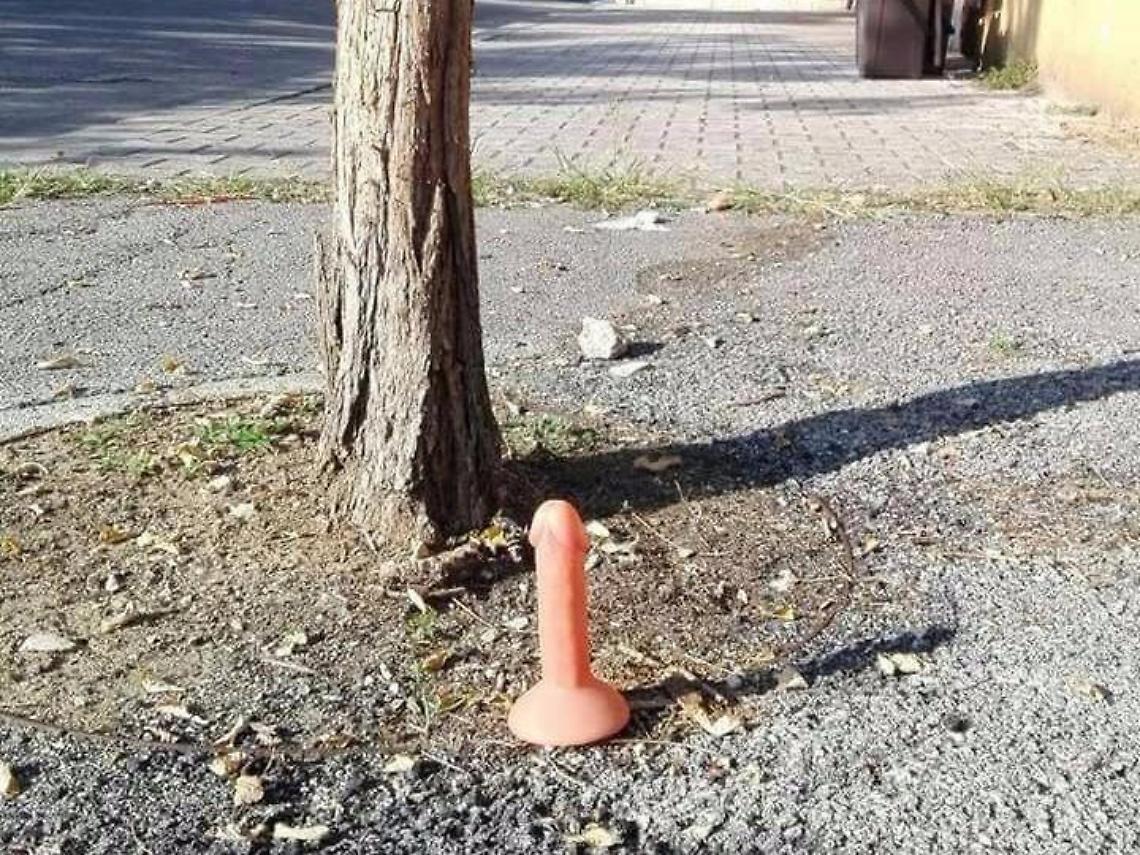 Gadget erotici in pieno centro: un "fiore" anomalo spunta accanto ad un albero. Social scatenati