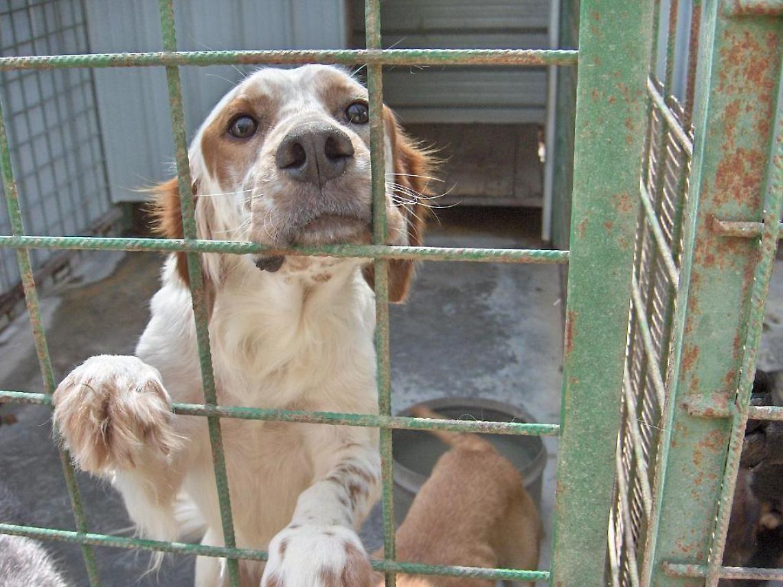 Cane senza riparo, costretto a bere acqua putrida e ferito: padrone nei guai