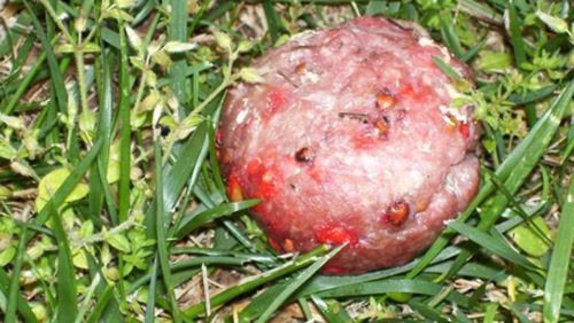 Cani avvelenati e uccisi durante una battuta di caccia