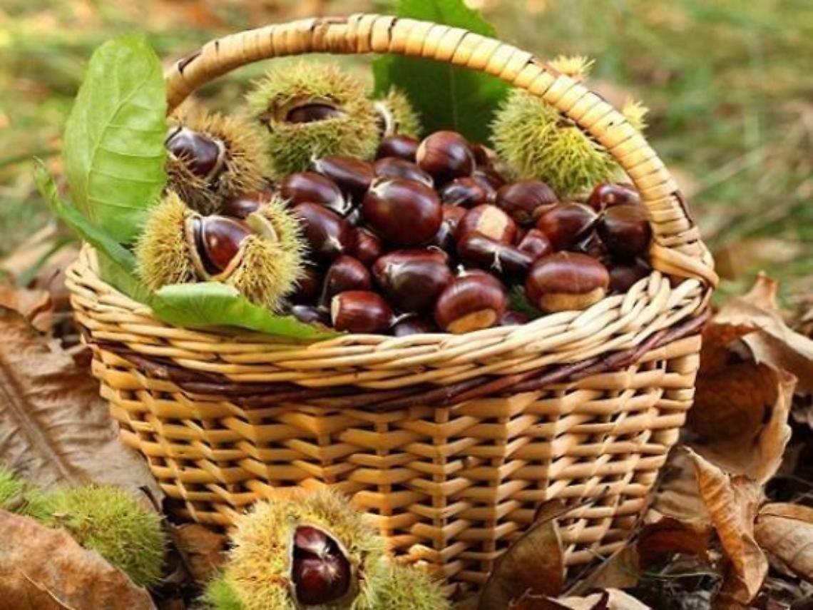La castagna di Terelle: le sue tre varietà tra i prodotti Dop del Lazio