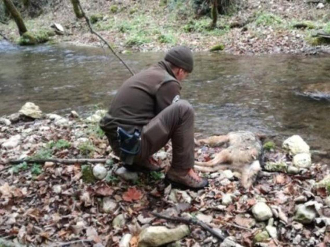 Investe cucciolo di lupo e fugge, dopo aver gettato la carcassa in un torrente