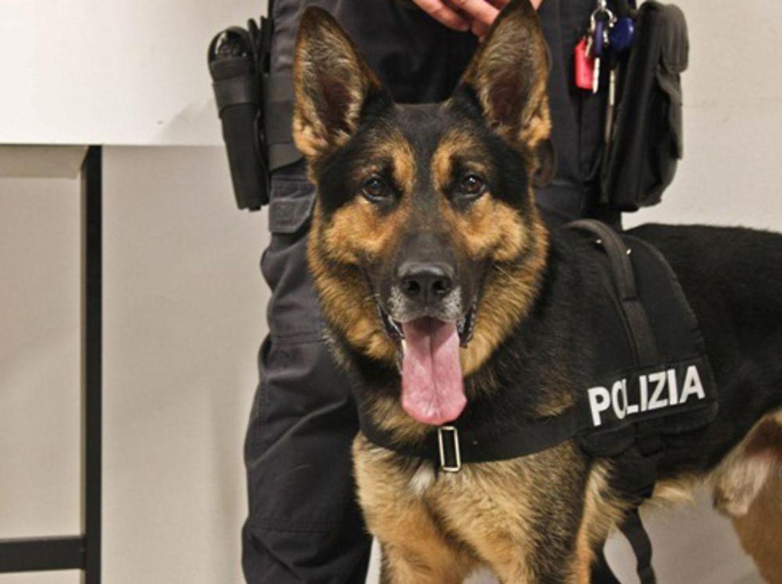 Il cane fiuta la canapa indiana: arrestato richiedente asilo politico