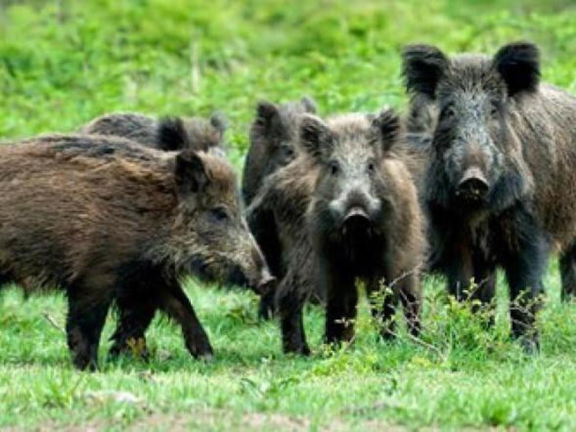 Danni da animali selvatici: arrivano i risarcimenti. Ecco a chi spetteranno