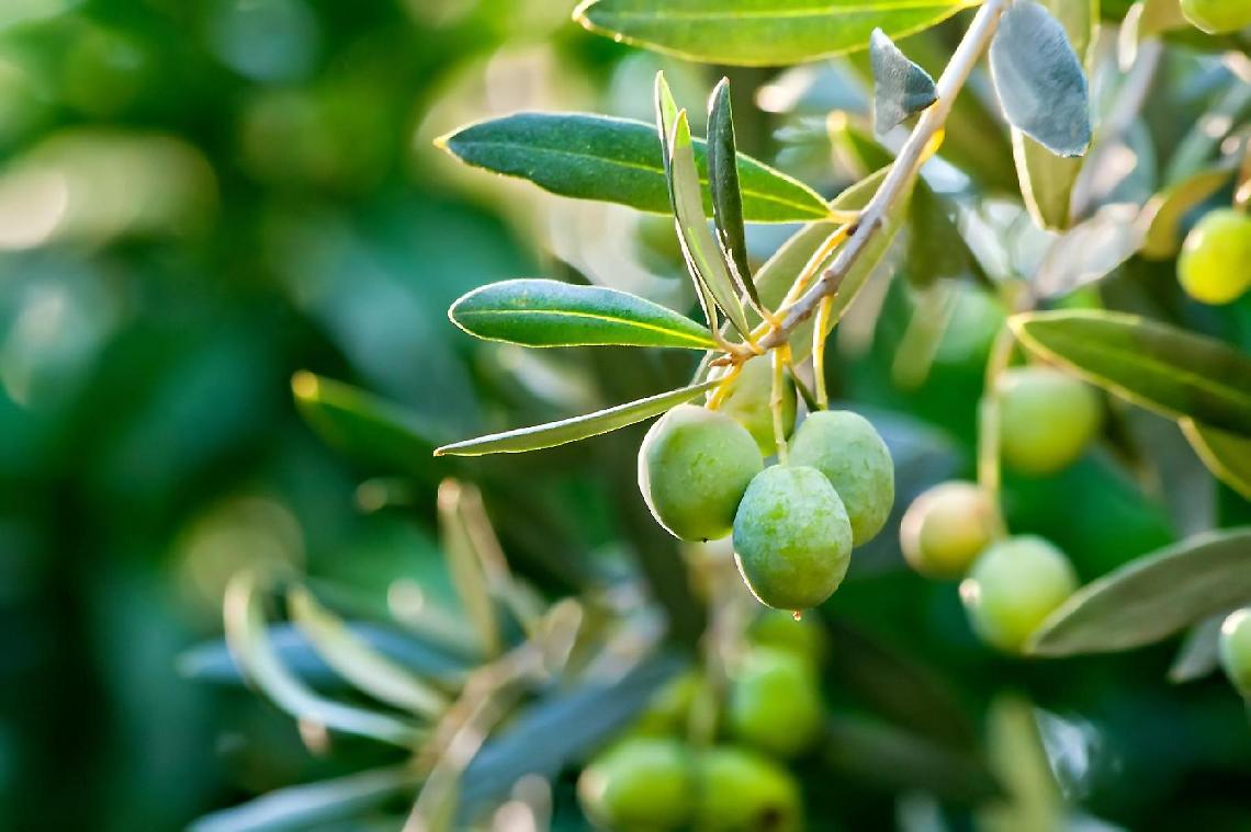 Agricoltori più esperti e formati: doppio corso all'orizzonte