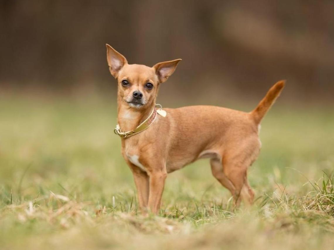 Entra in una casa e porta via il cane con l'aiuto di un complice: denunciati