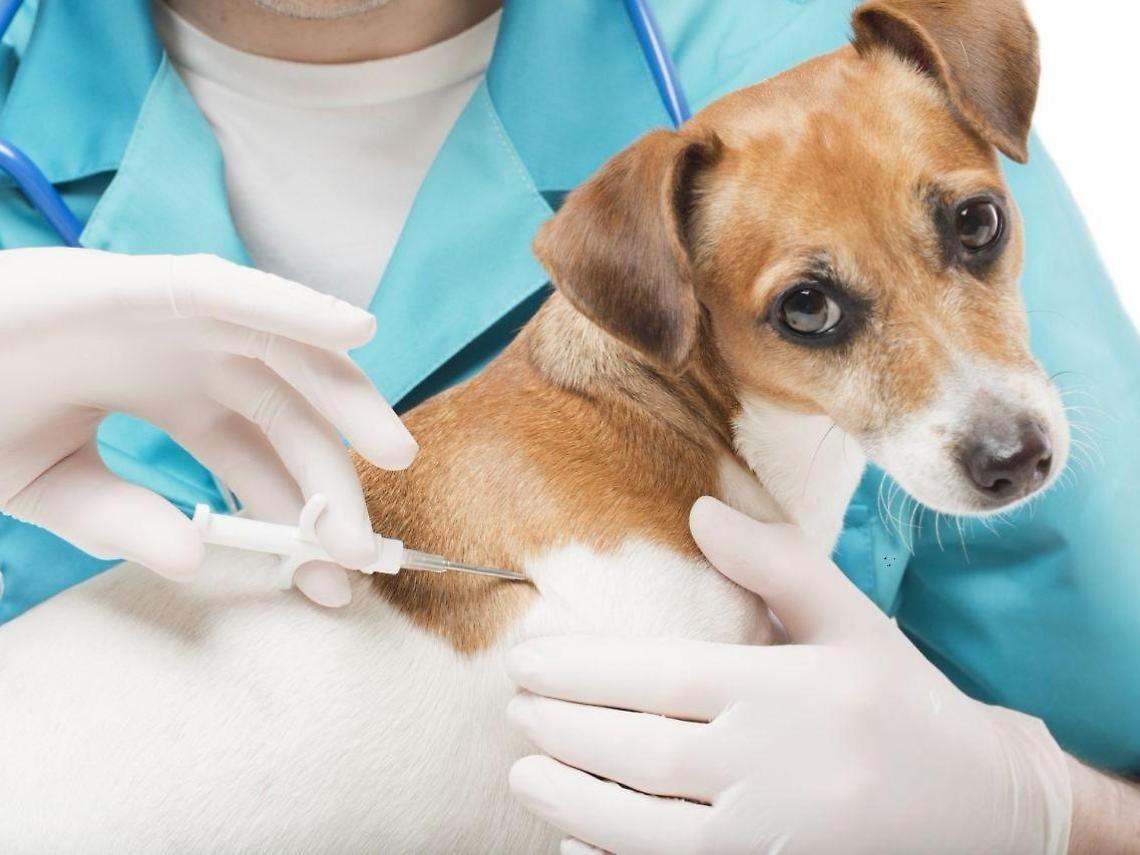 Microchip gratis contro l'abbandono dei cani, parte la campagna