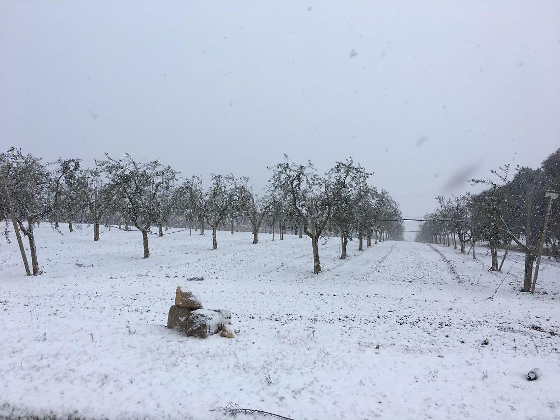 Neve e gelo: ora si contano i danni provocati alle coltivazioni