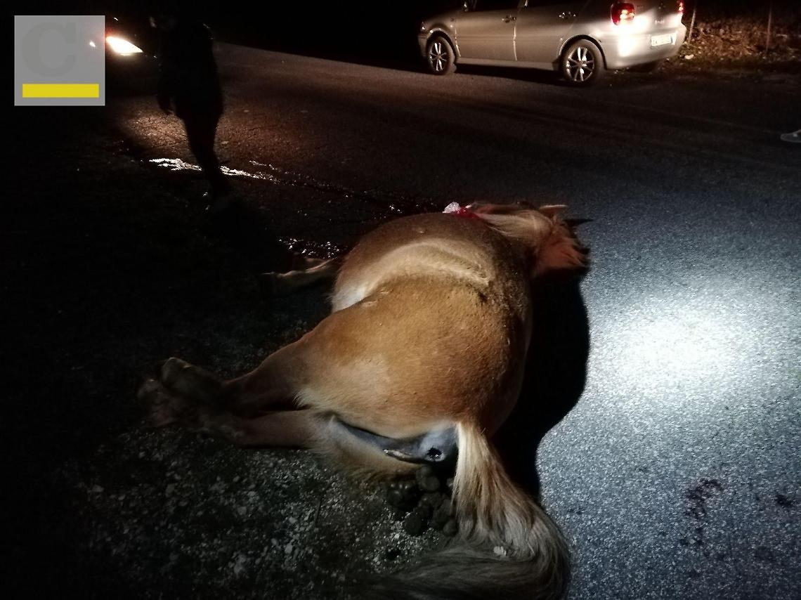 Cavallo ucciso a colpi di pistola: caccia ai responsabili del vile gesto